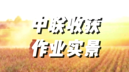 中聯(lián)收獲4YZ-4B1玉米收獲機作業(yè)實景