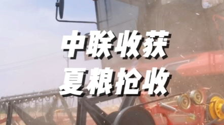 河南麥?zhǔn)帐墙鹕溊耍w粒歸倉的豐收景象，卻因連日陰雨導(dǎo)致小麥